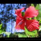 RED FLOWER