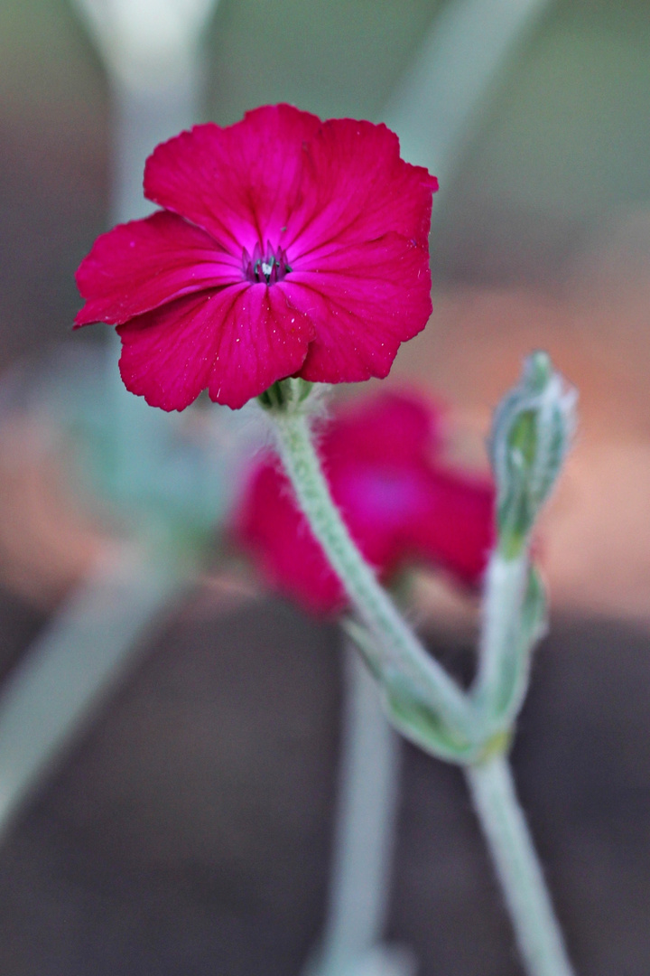 Red Flower