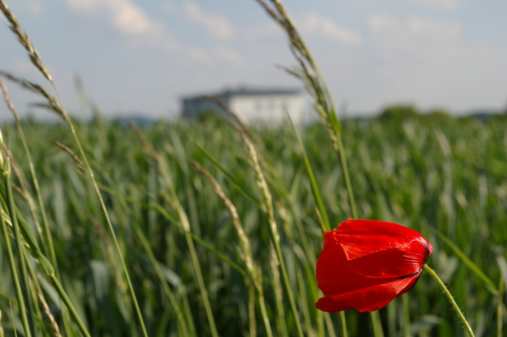 Red Flower