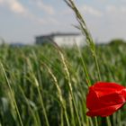 Red Flower