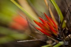 Red Flower