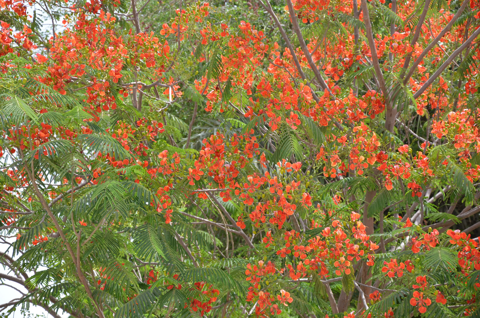 red flower