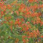 red flower