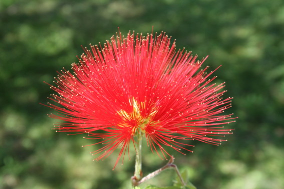 red flower