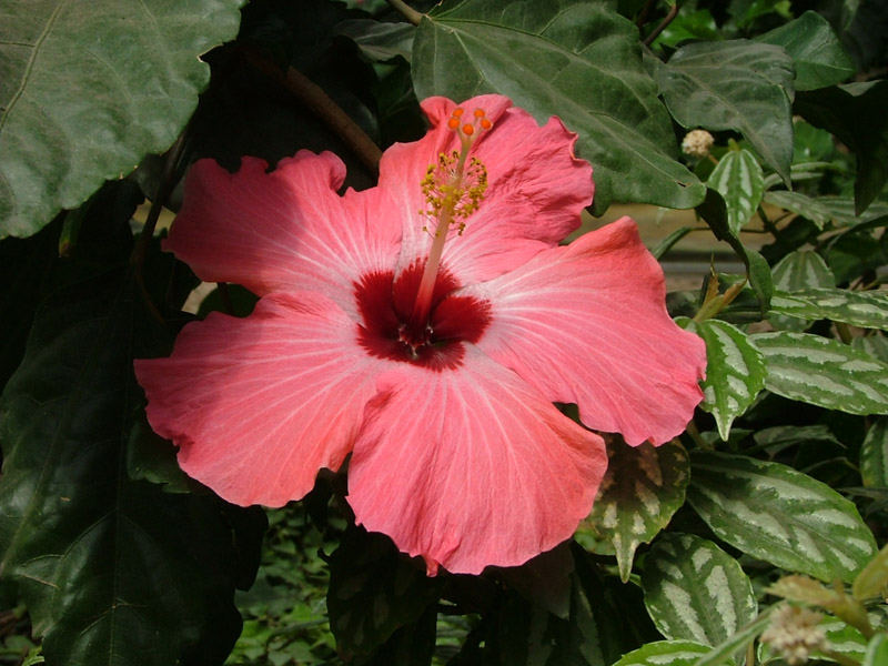 Red Flower