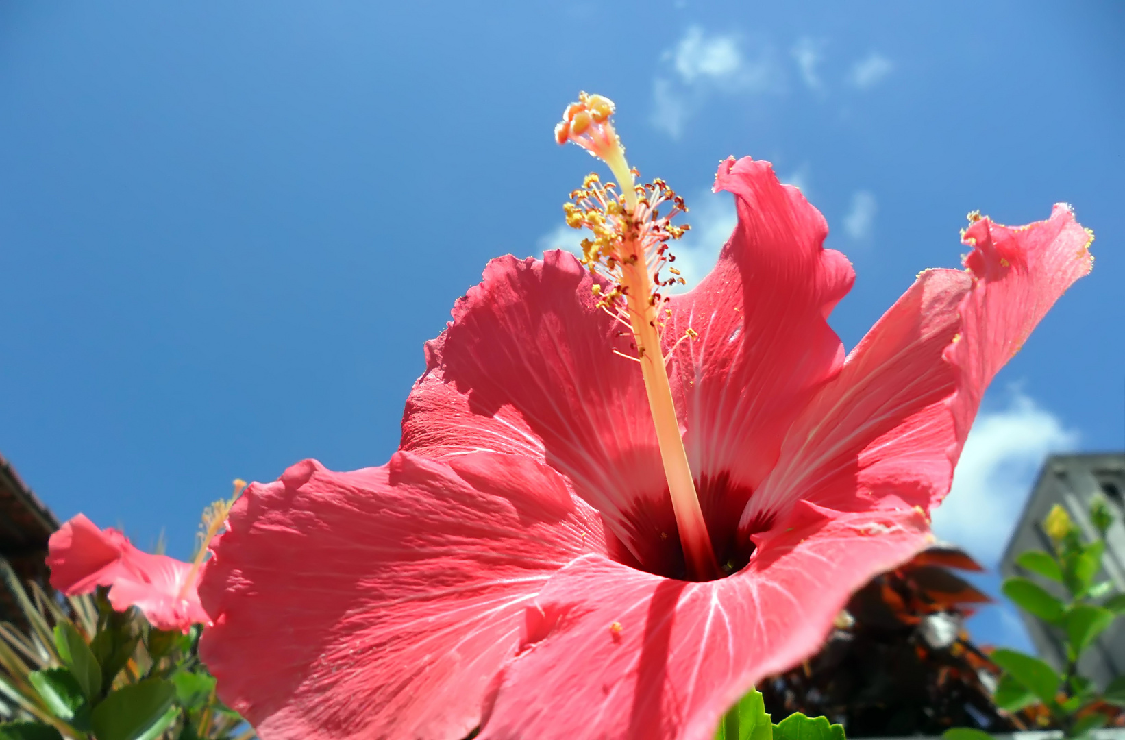 Red Flower