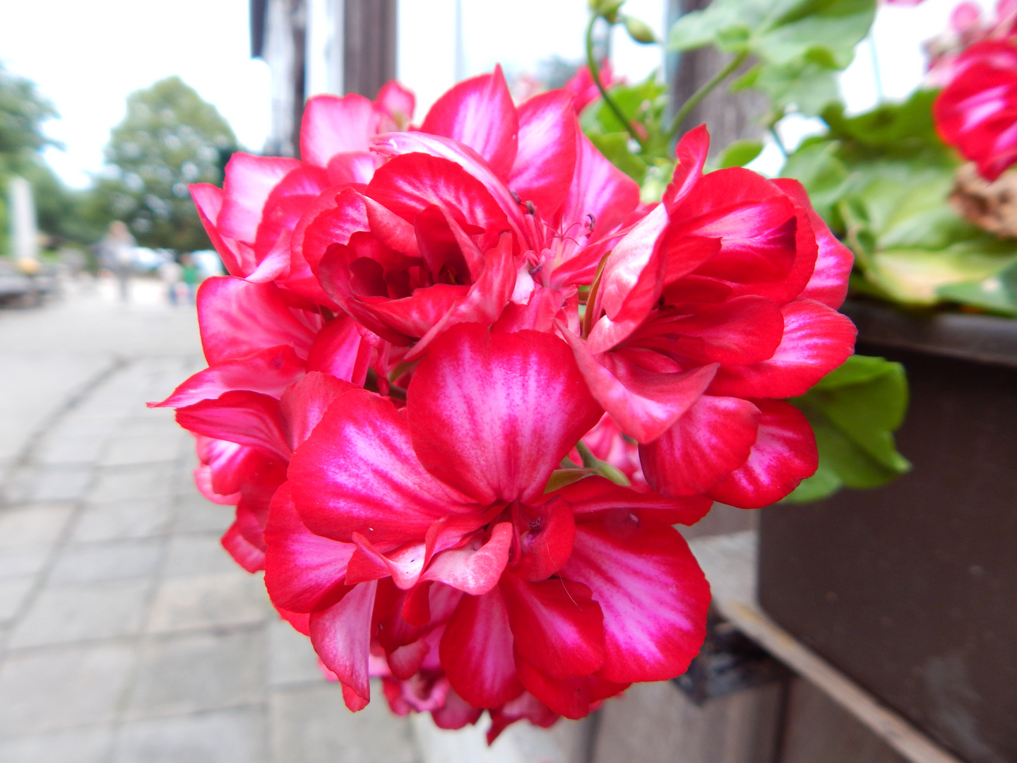 Red flower