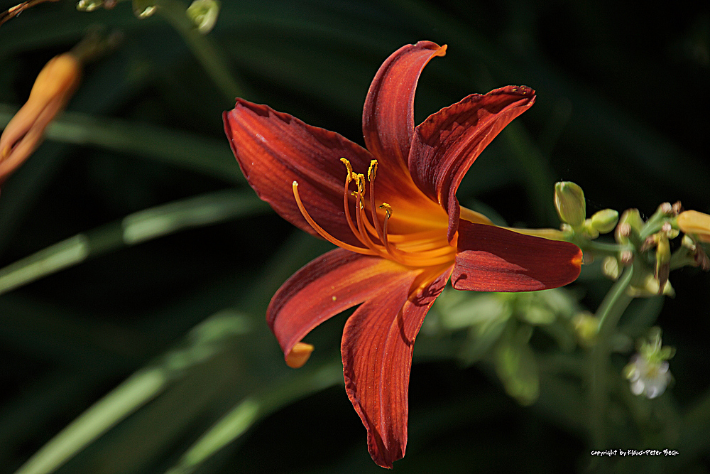 Red Flower