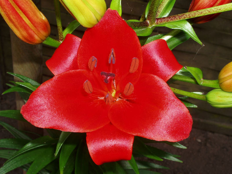 RED FLOWER