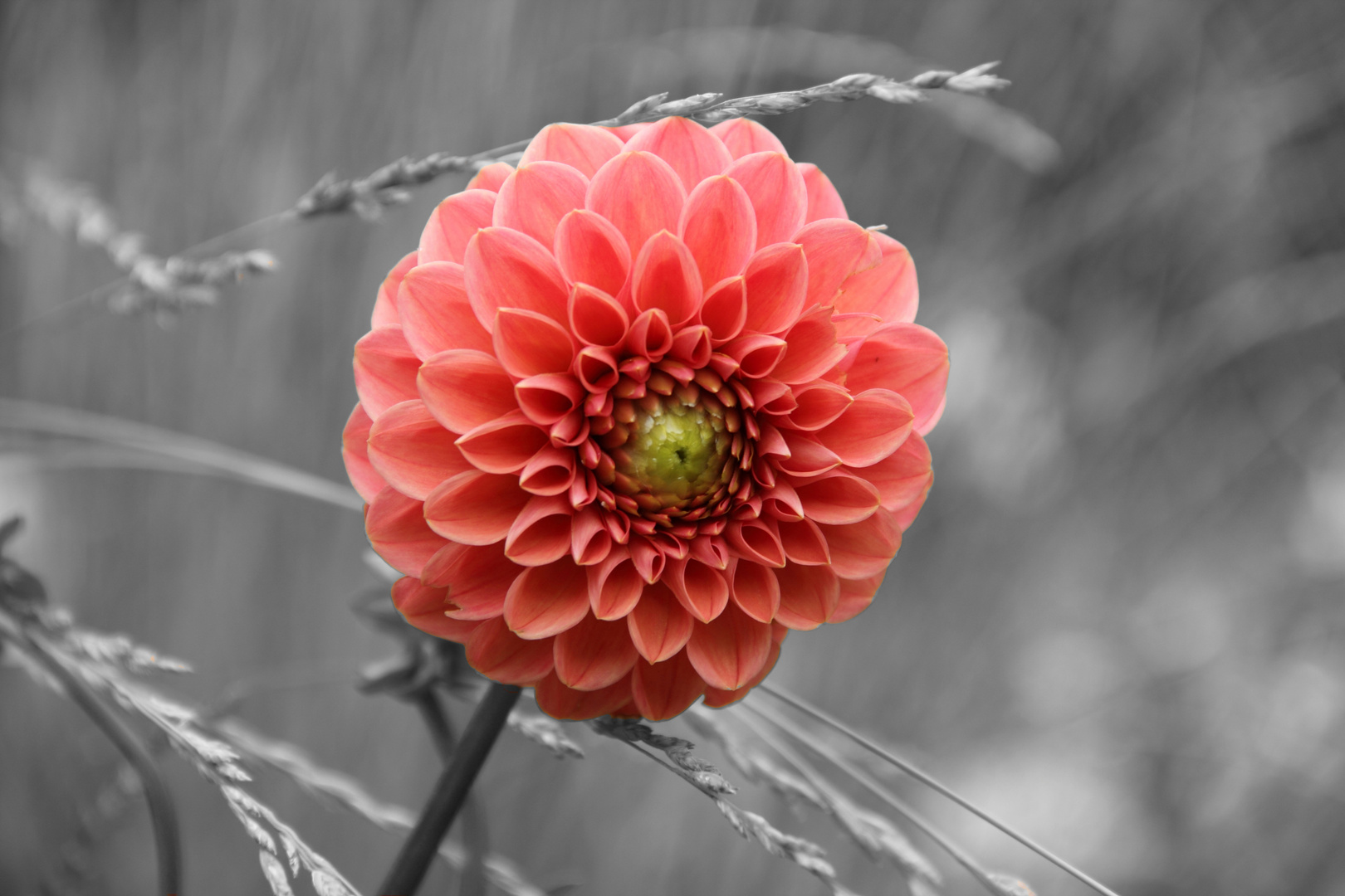 Red Flower