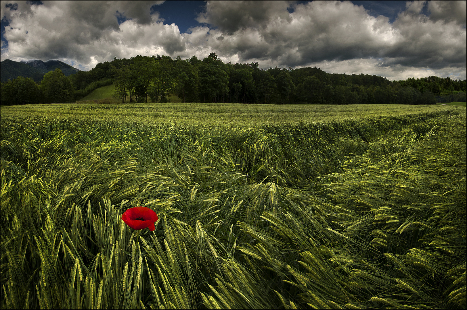 red flower