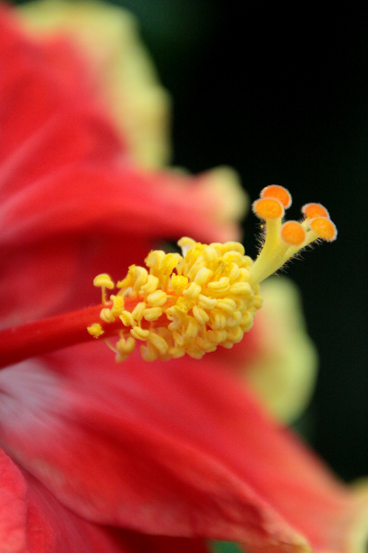 red flower