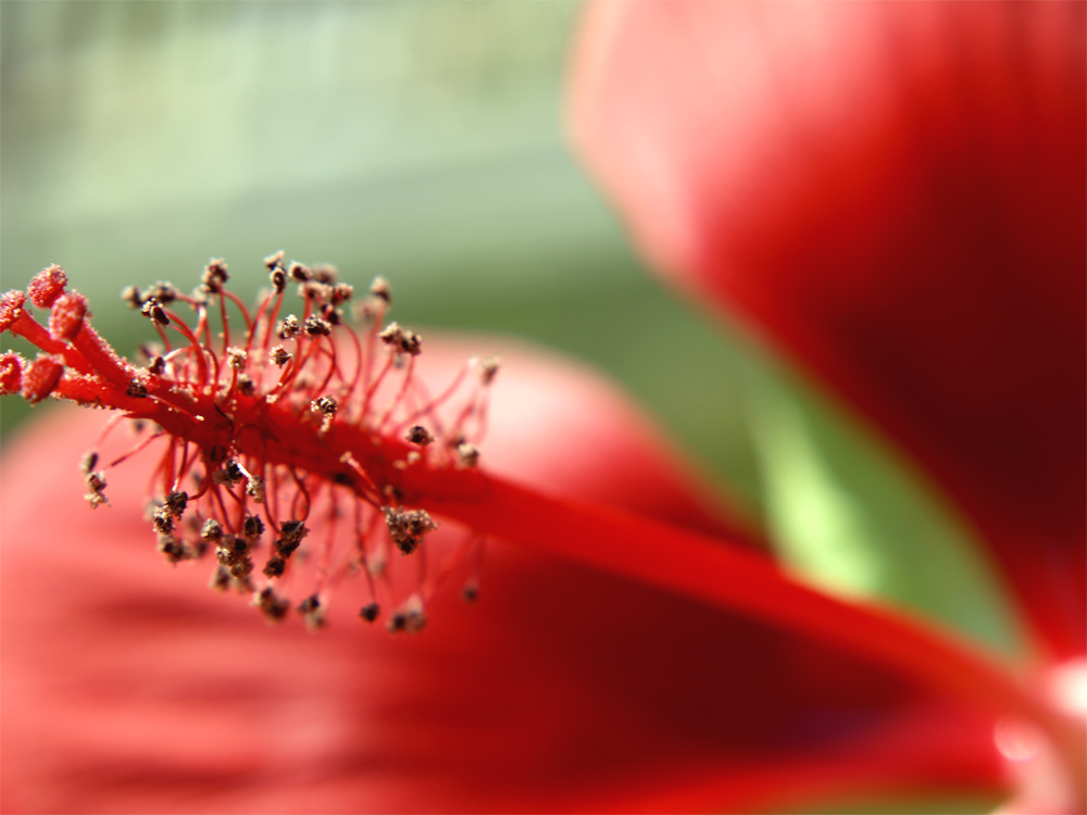 red flower