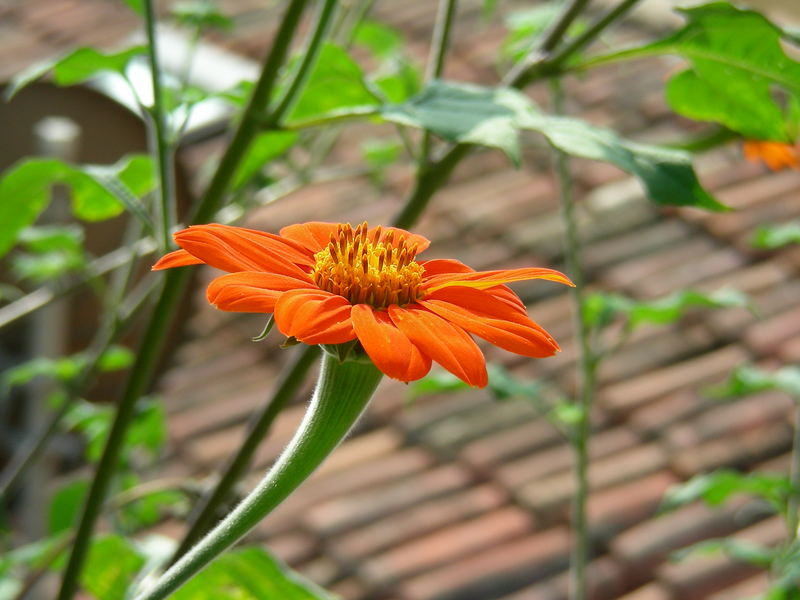 Red Flower