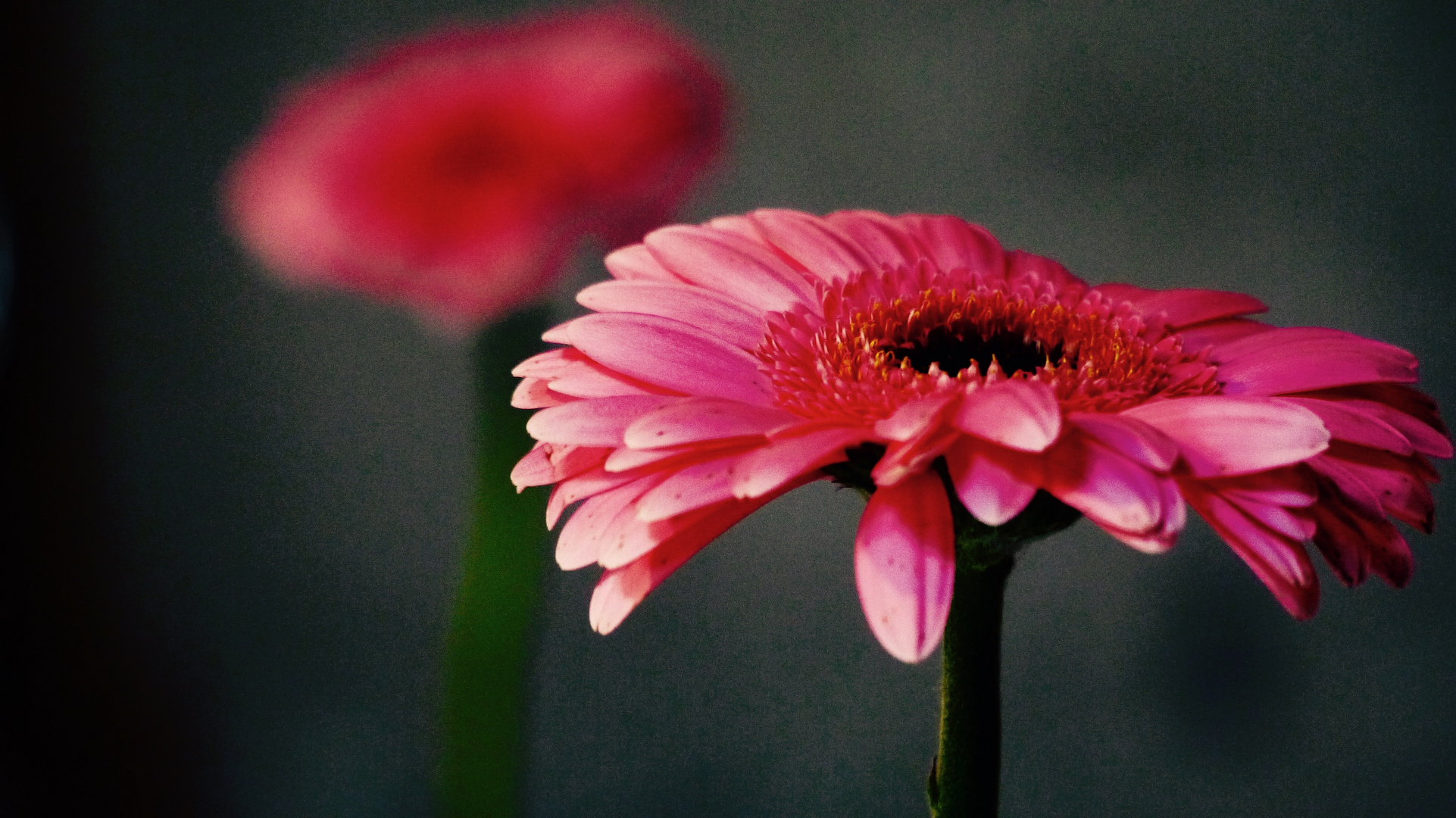 red flower