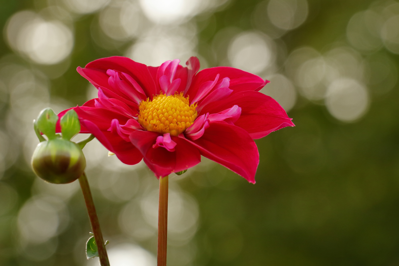 Red Flower