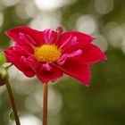 Red Flower