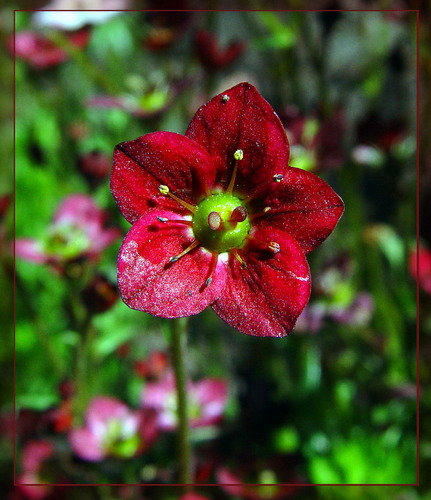 Red flower