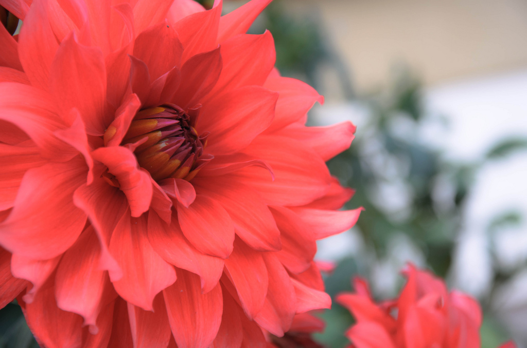 Red Flower