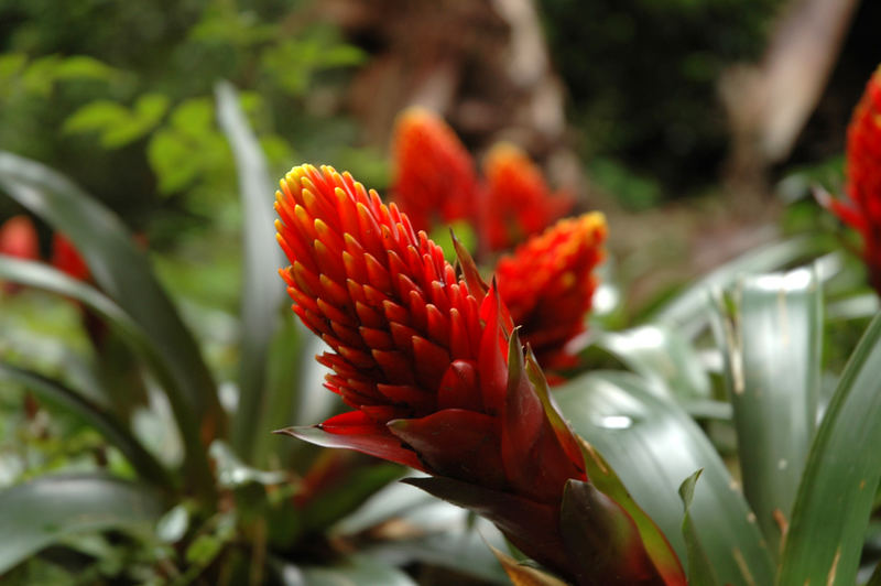 Red Flower