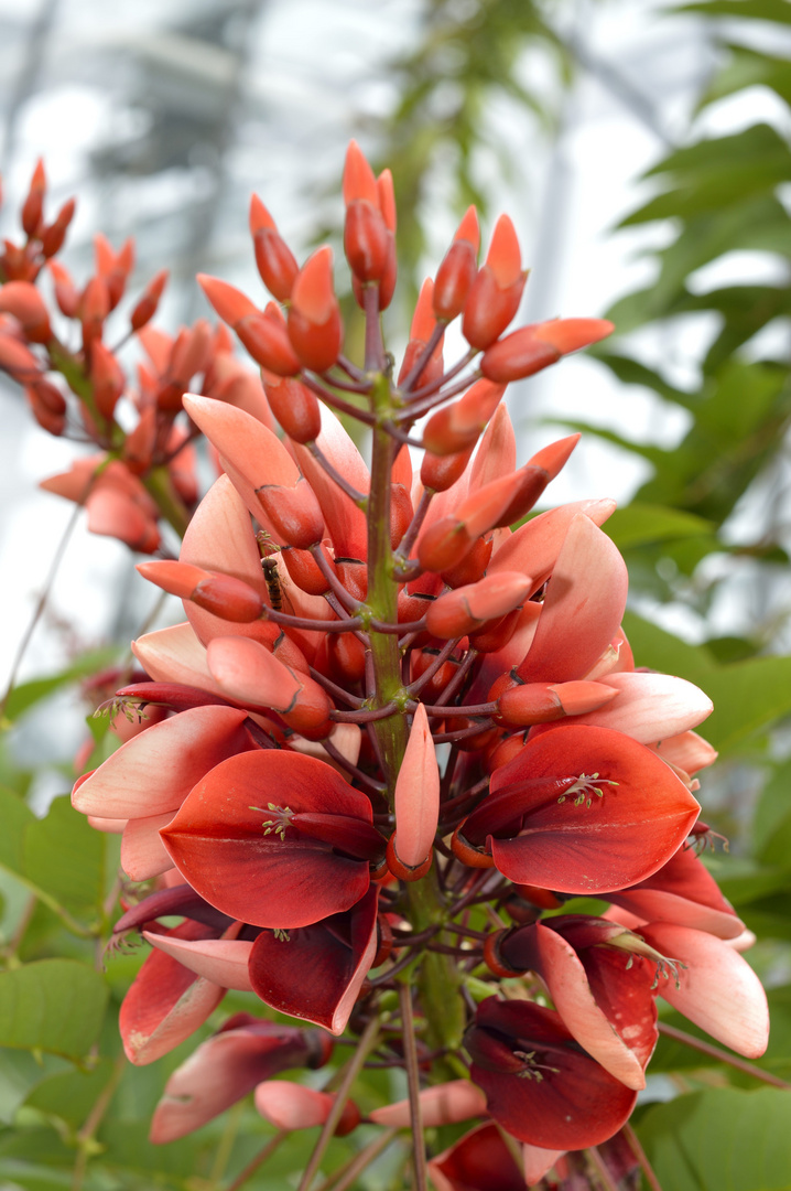 red Flower