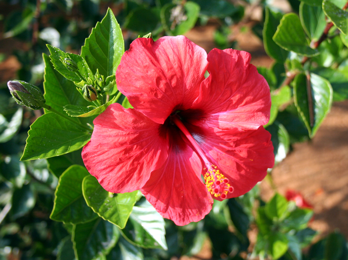 Red Flower