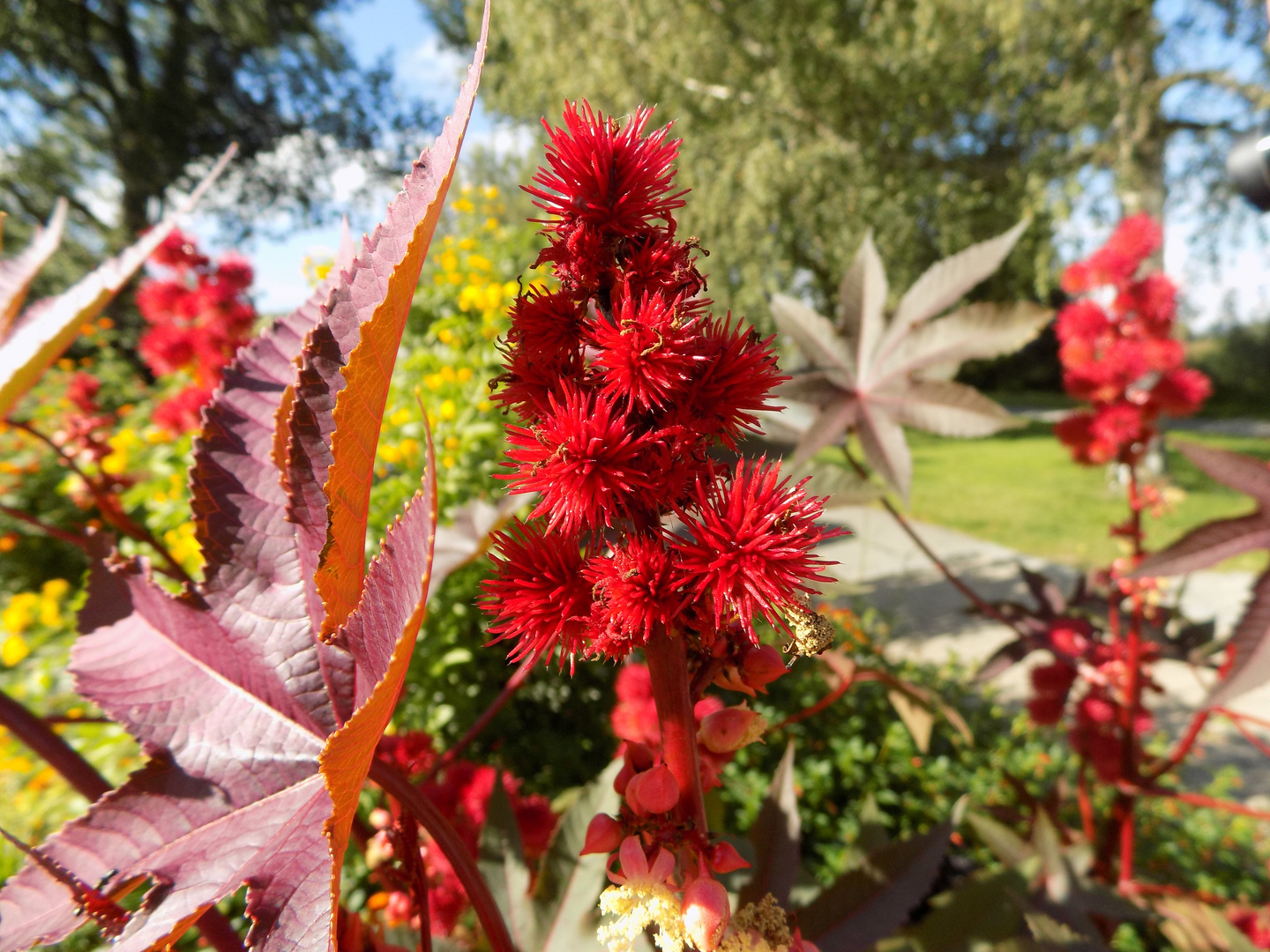 Red Flower