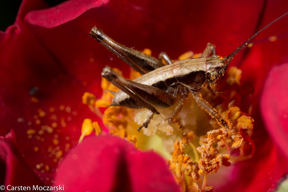 red flower