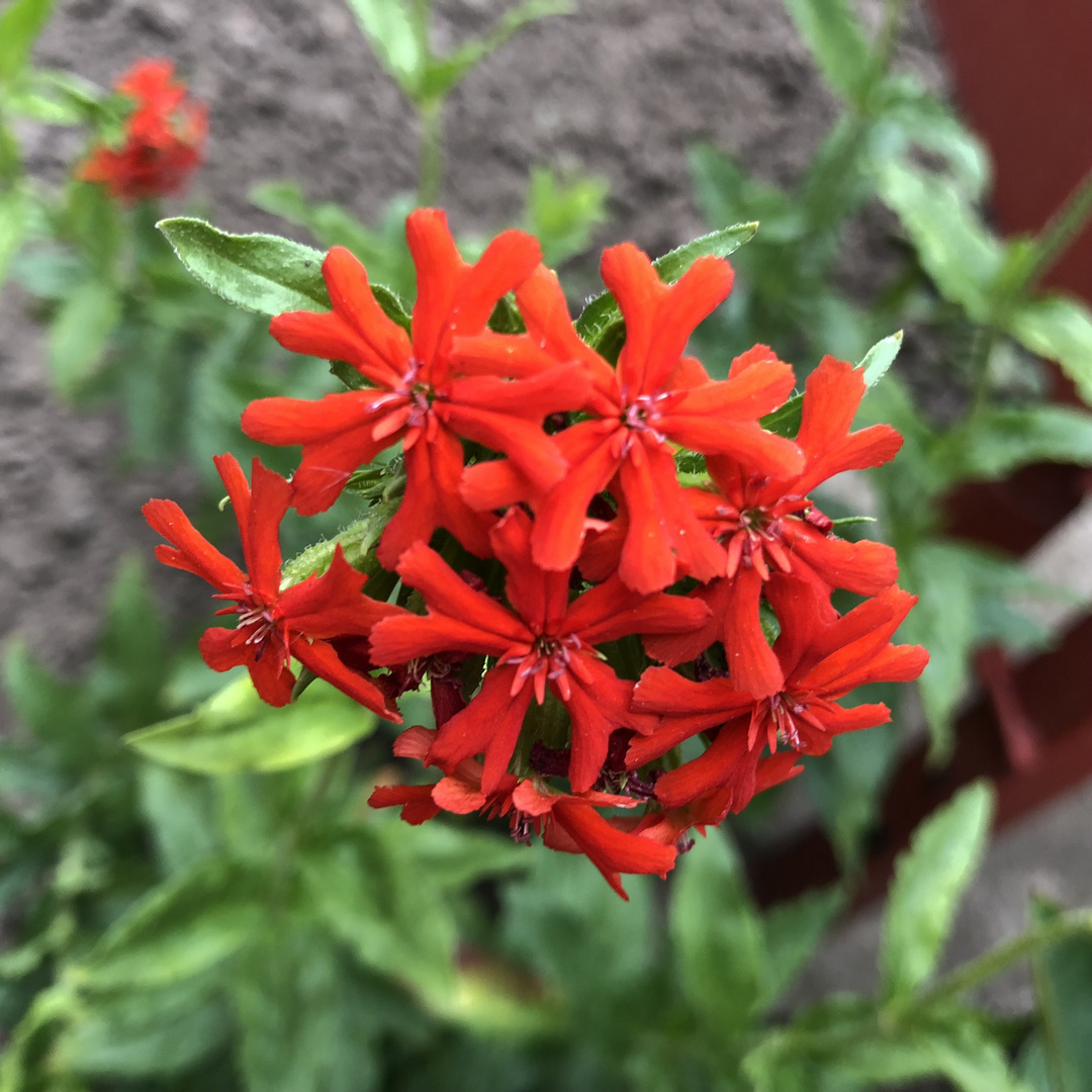 Red flower