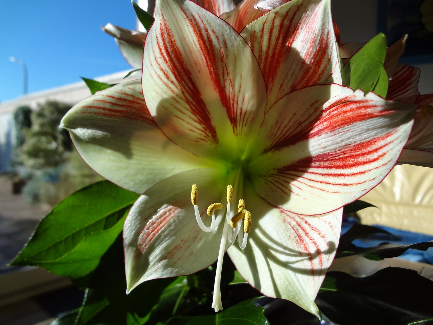 Red flower