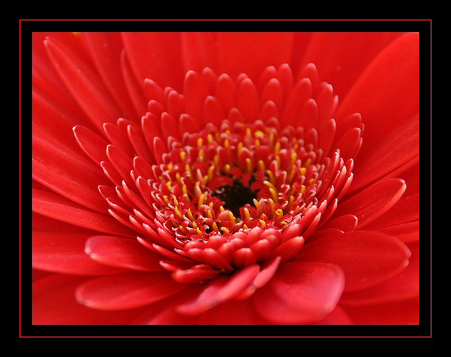 :::...red flower...:::