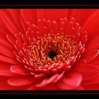 :::...red flower...:::