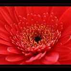 :::...red flower...:::