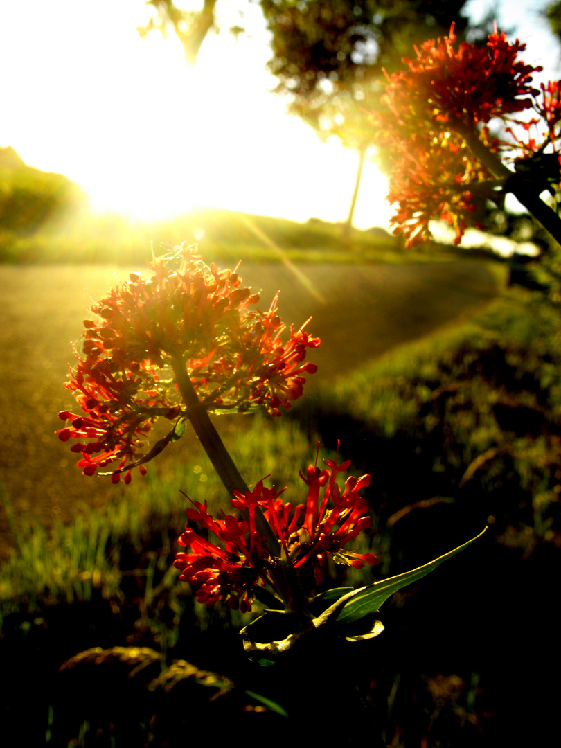 Red Flower