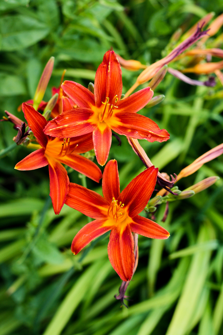 Red Flower