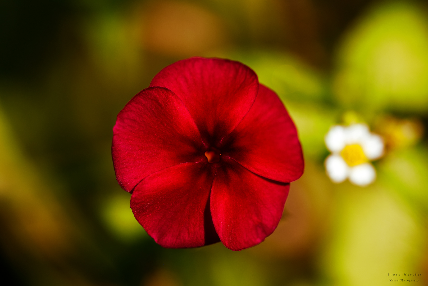 Red flower