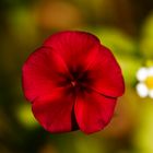 Red flower