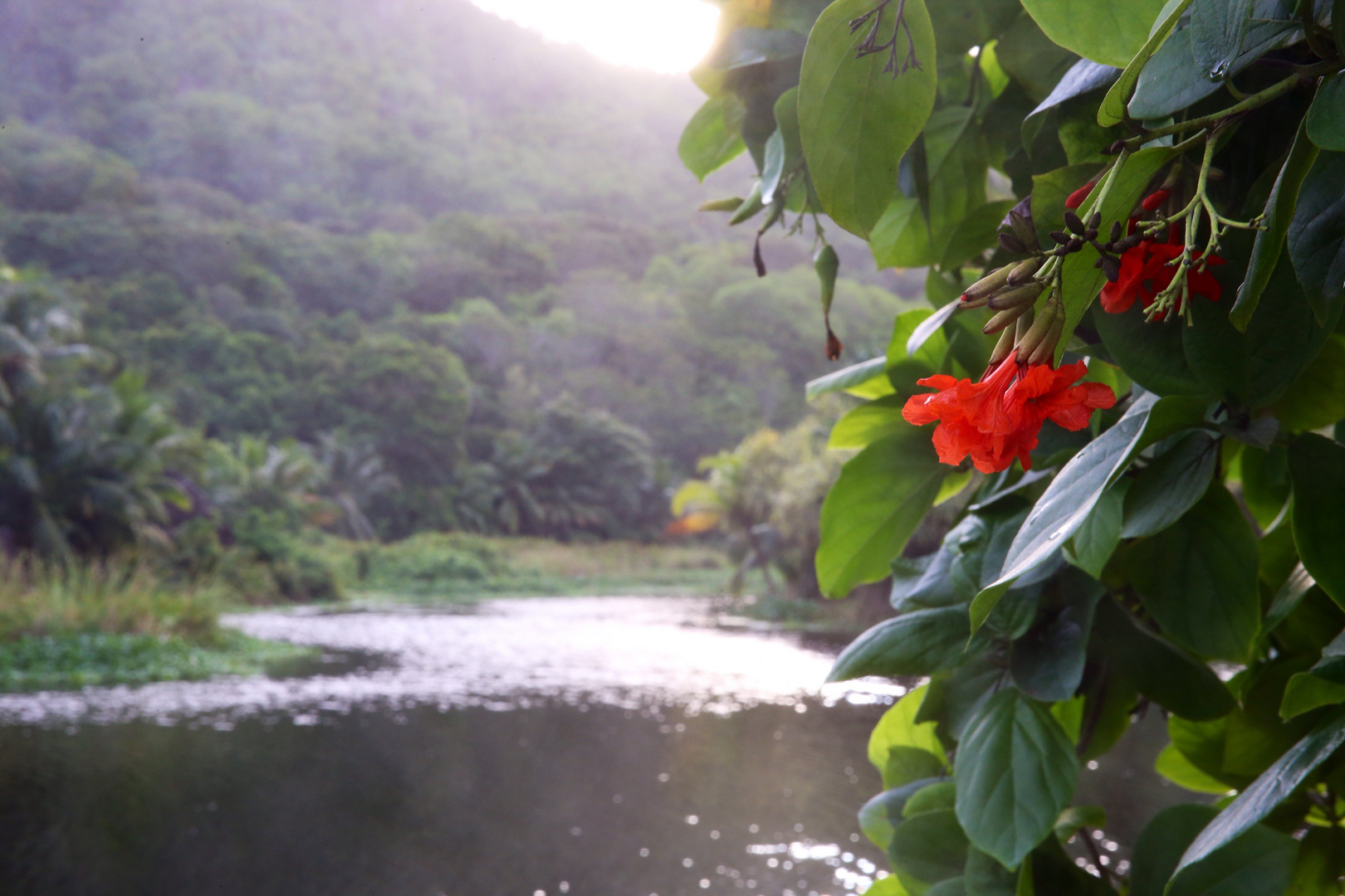 Red Flower