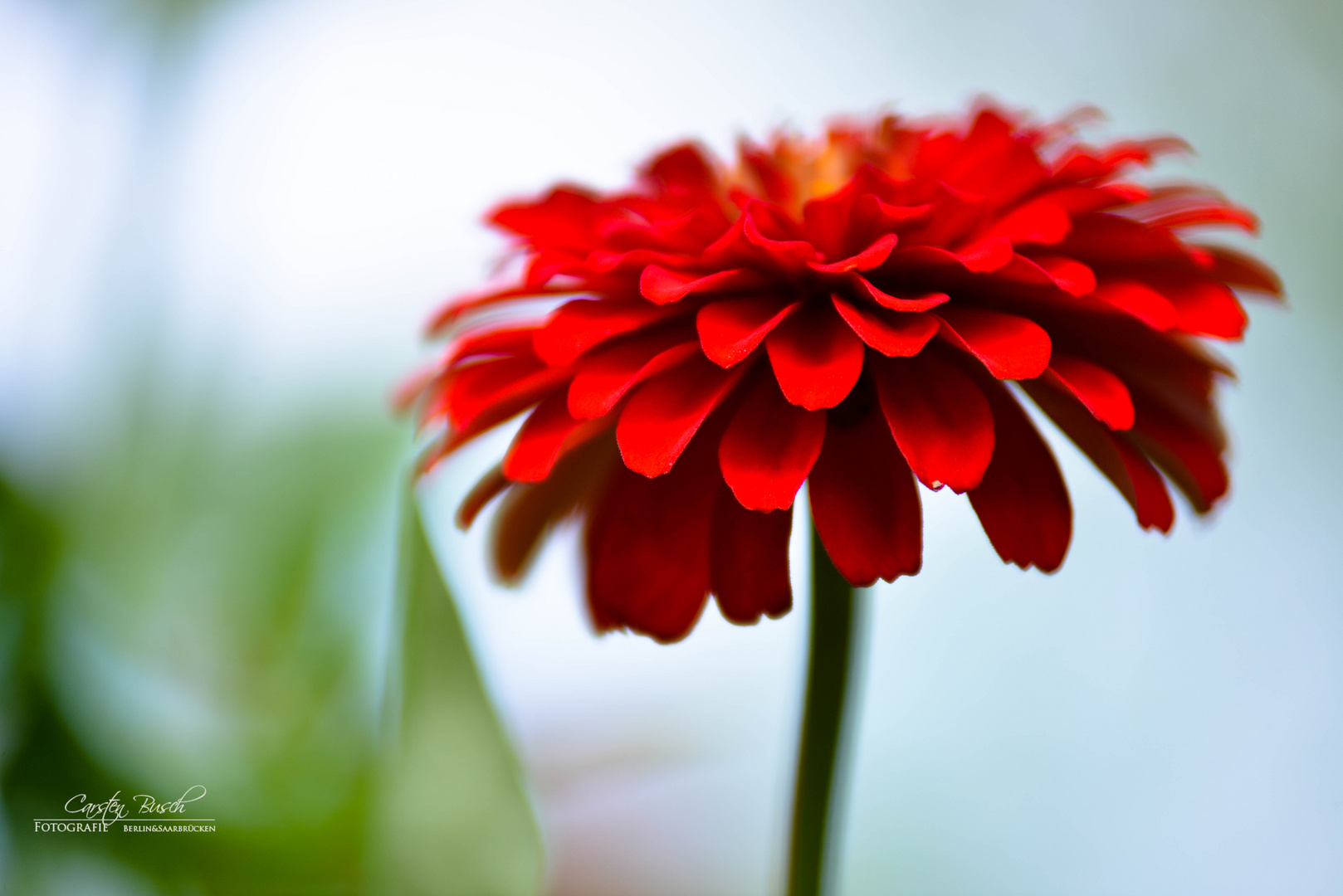 red flower