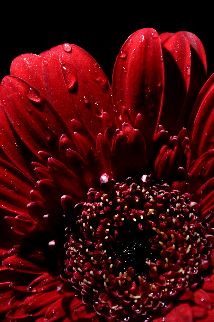 RED FLOWER