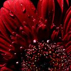 RED FLOWER