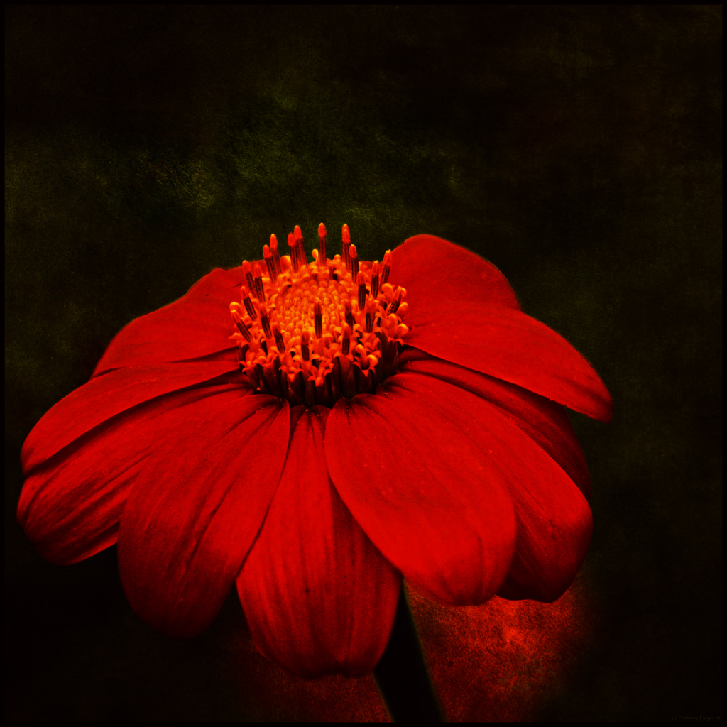 red flower