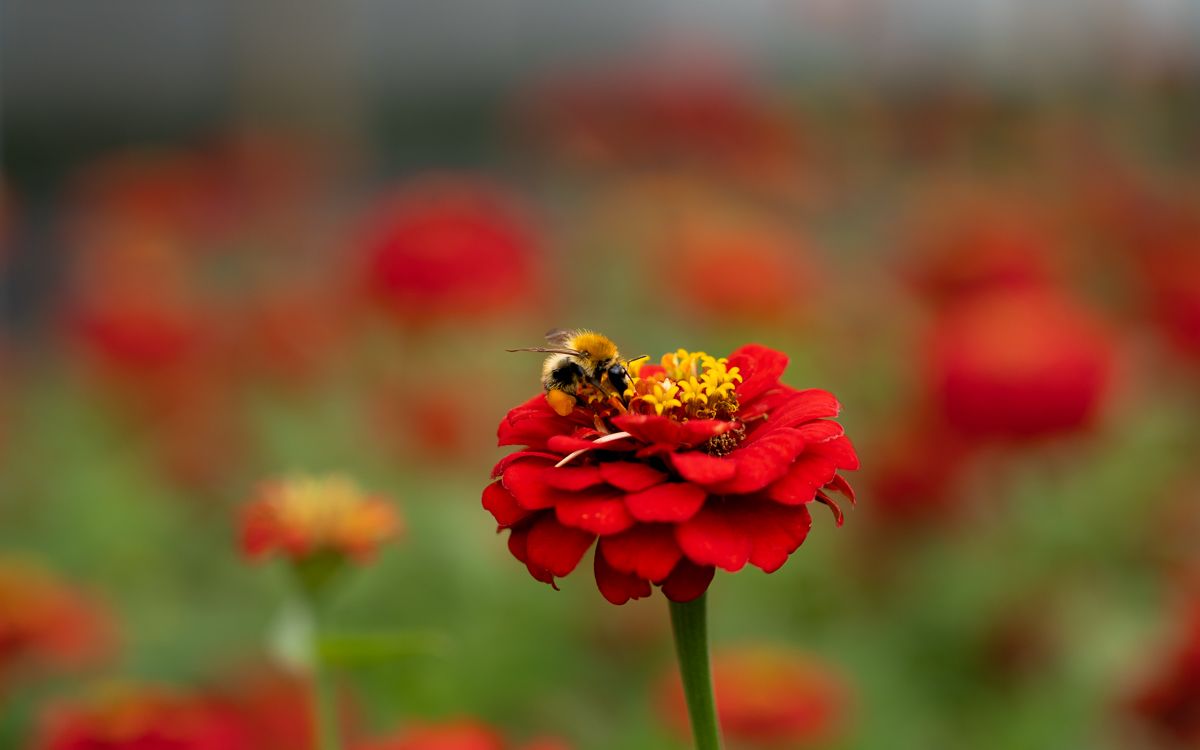 red flower and the bee