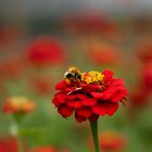 red flower and the bee