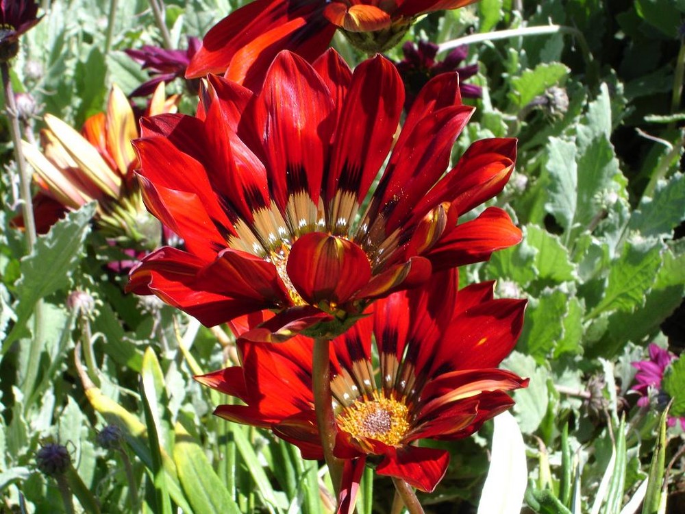 red flower at Larnach Castle