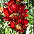 red flower at Larnach Castle