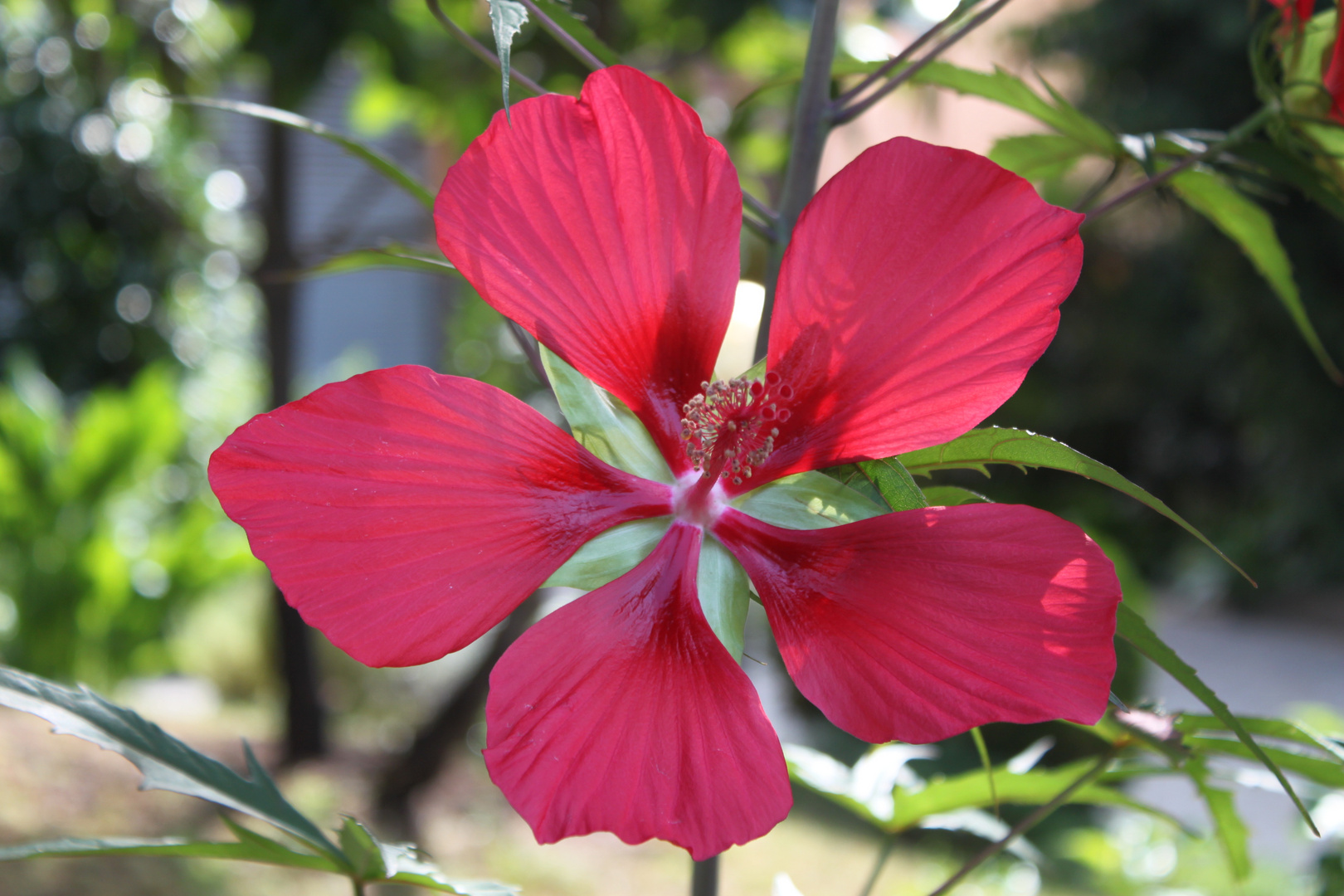 Red flower