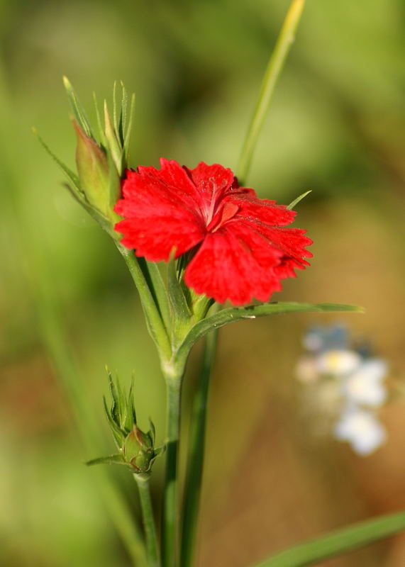 Red Flower