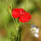 Red Flower