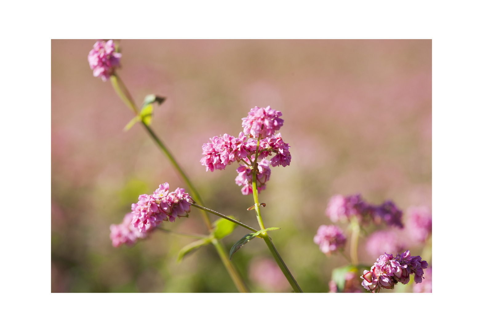 Red flower buckwheat II